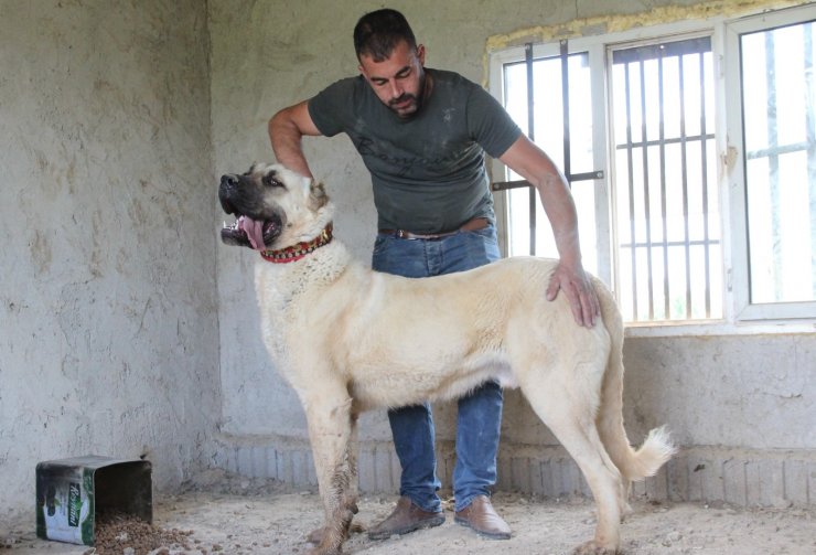 Sivas’ın ünlü kangal köpeğini Karaman’da yetiştiriyor