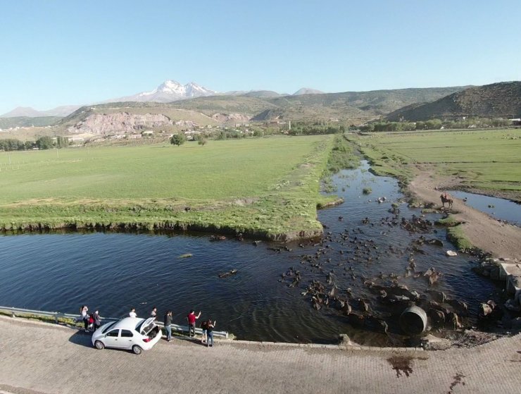 Erciyes dağının eteğinde manda, koyun ve yılkı atlarının görsel şovu