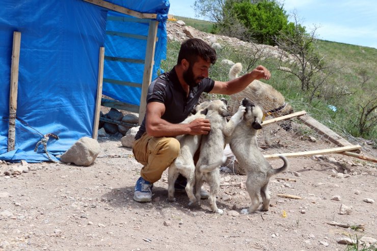 Sokak hayvanları için günlük 12 kilometre kat ediyor