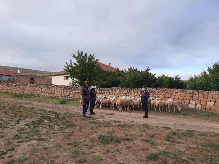 Kaybolan koyunları jandarma ekipleri buldu