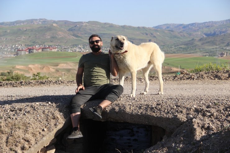 Kangal köpeği yetiştiricisi:"‘Ben üreticiyim’ diyen herkesin suç kayıtlarına bakılsın”