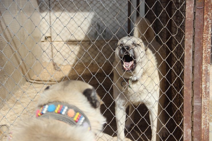 Kangal köpeği yetiştiricisi:"‘Ben üreticiyim’ diyen herkesin suç kayıtlarına bakılsın”