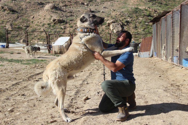 Kangal köpeği yetiştiricisi:"‘Ben üreticiyim’ diyen herkesin suç kayıtlarına bakılsın”