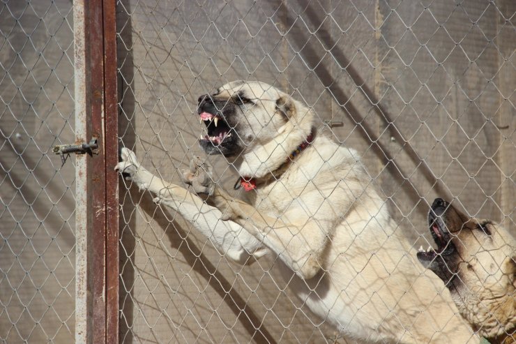 Kangal köpeği yetiştiricisi:"‘Ben üreticiyim’ diyen herkesin suç kayıtlarına bakılsın”