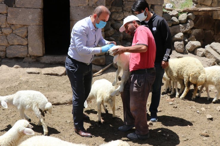 Ahıra giren kurt 10 koyunu öldürerek telef etti