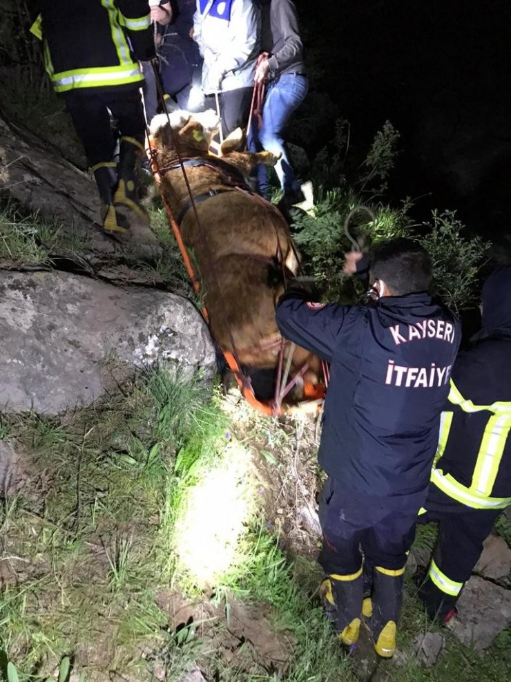 Dereye düşen büyükbaş hayvan 8 saatlik operasyonla kurtarıldı