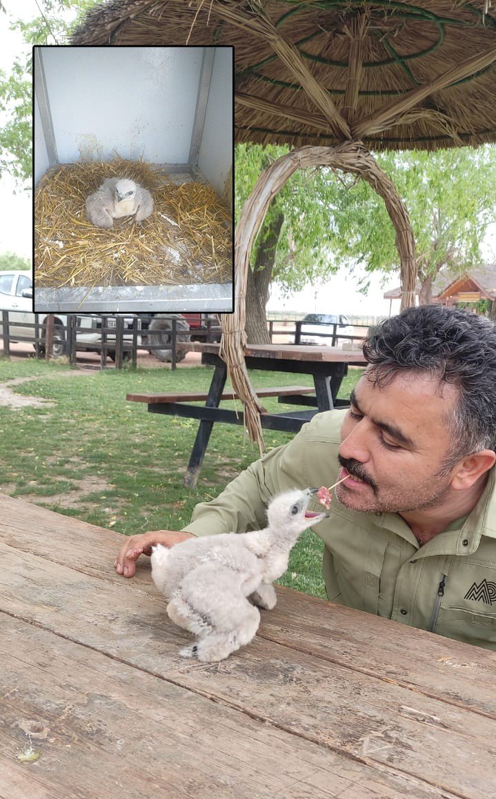 Vatandaşın bulduğu yavru kartala annesi gibi bakılıyor