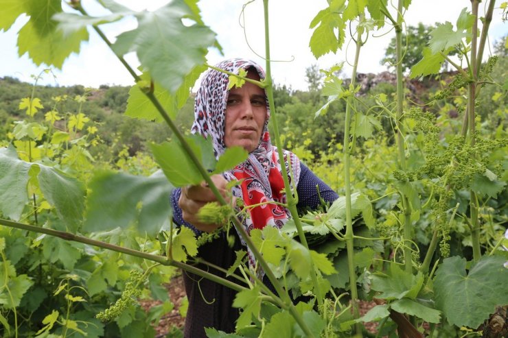 Asma yaprağı üreticiyi sevindiriyor