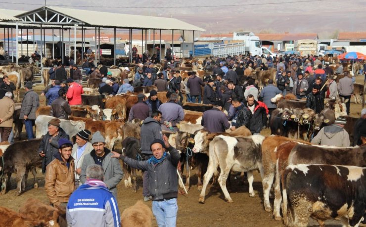 Şarkışla hayvan pazarı açılıyor