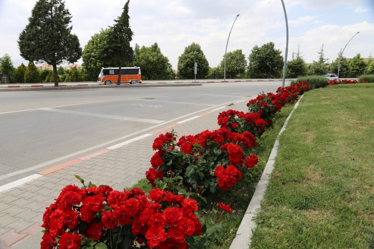 Karaman’da kavşak ve refüjler gül ve çiçeklerle donattı