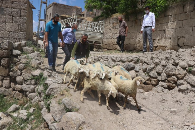 Kurdun 10 koyununu telef ettiği yetiştiriciye valilikten koyun desteği