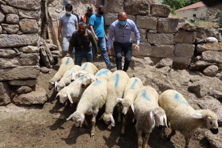 Kurdun 10 koyununu telef ettiği yetiştiriciye valilikten koyun desteği