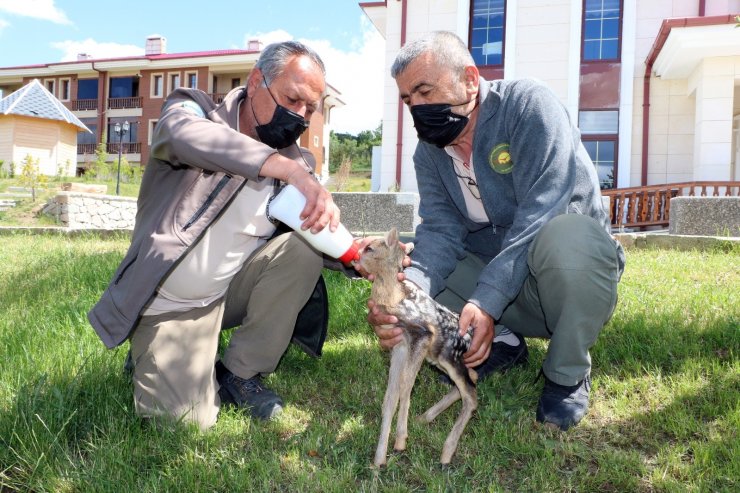 Yozgat’ta yeni doğan yavru karaca bulundu