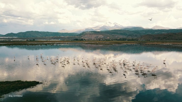 Sazlıktaki Flamingolar görenleri heyecanlandırdı