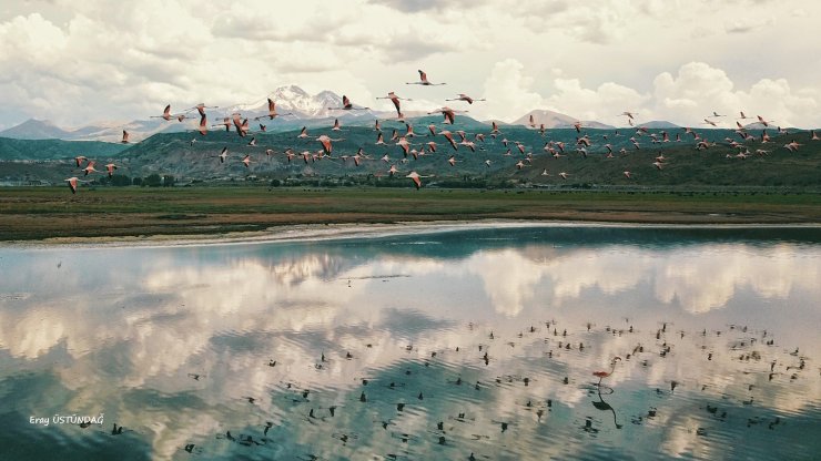 Sazlıktaki Flamingolar görenleri heyecanlandırdı