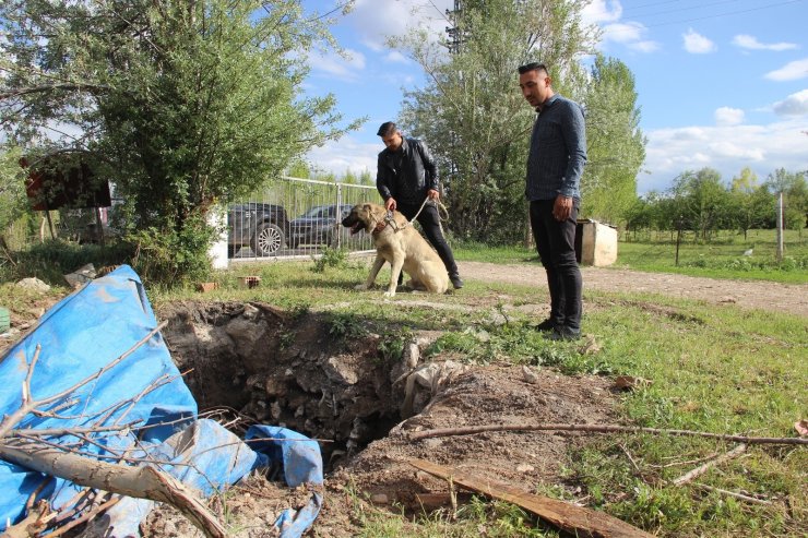 Kuyuya düşen ineği fark eden Kangal köpeği saatlerce başından ayrılmadı