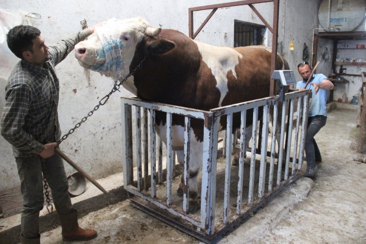 Fiyatıyla dudak uçuklatıyor, görenler gözlerine inanamıyor