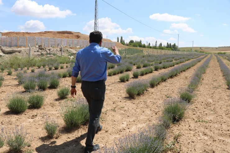 Kırşehir’de lavanta festivali düzenlenecek