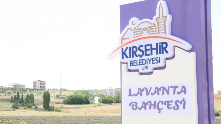 Kırşehir’de lavanta festivali düzenlenecek