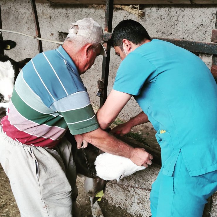 Günyüzü’nde büyükbaş hayvanlarda kimliklendirme ve kayıt çalışmaları