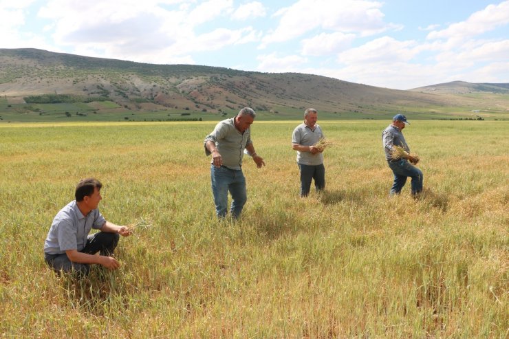 Niğde’de buğday ve arpa üreticisini kuraklık vurdu