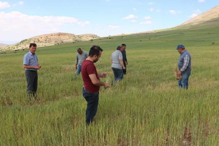 Niğde’de buğday ve arpa üreticisini kuraklık vurdu