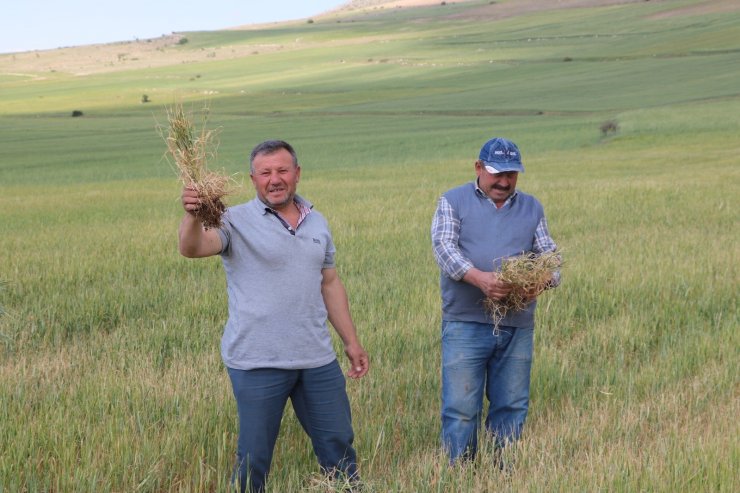 Niğde’de buğday ve arpa üreticisini kuraklık vurdu