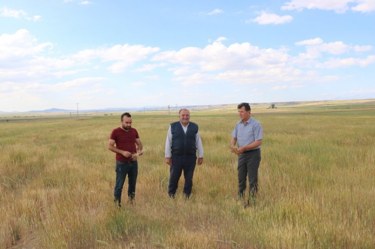 Niğde’de buğday ve arpa üreticisini kuraklık vurdu