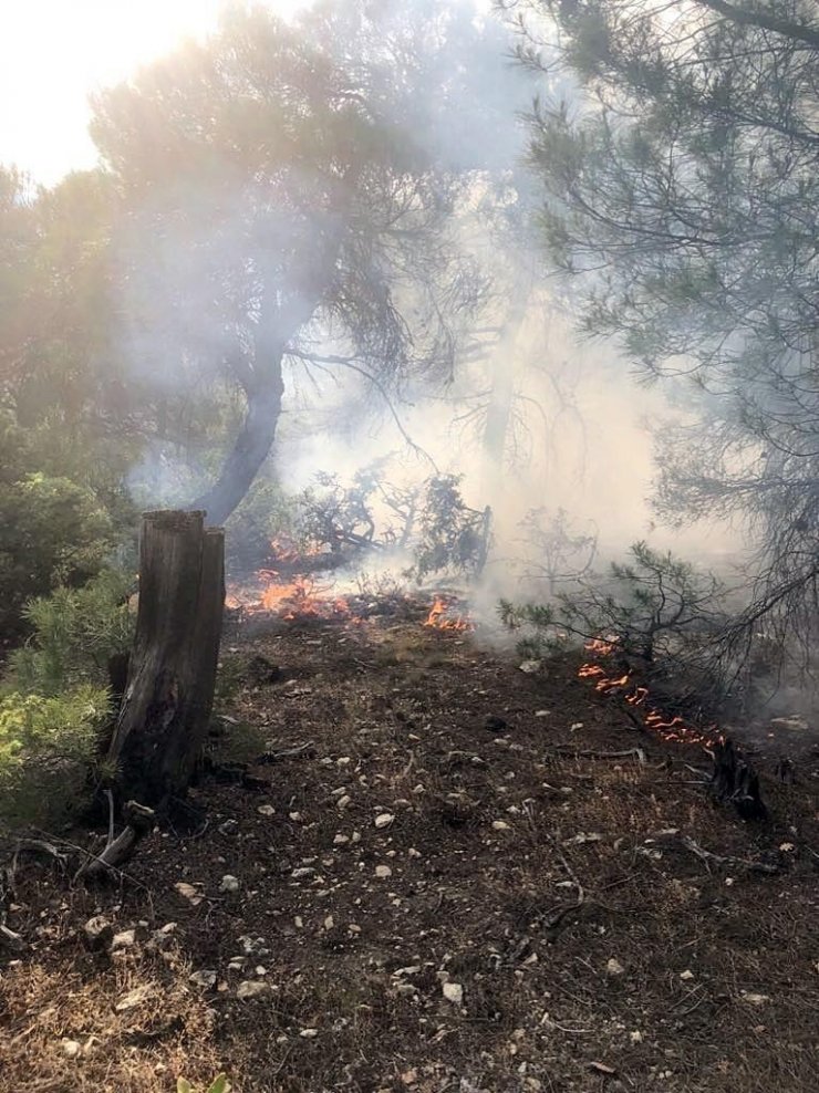 Eskişehir’de ormana düşen yıldırım yangına neden oldu