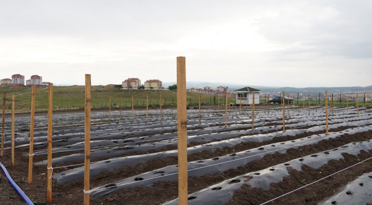 Keçiören Belediyesi devasa yaz bostanı kurdu