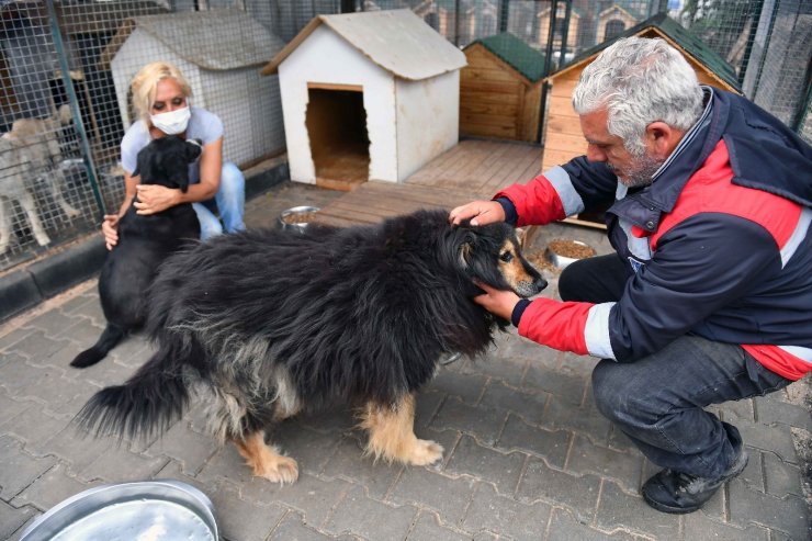 Ankara’da hayvanseverler ve belediye arasında iş birliği