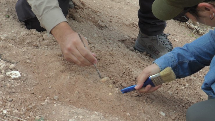 7.5 milyon yıllık geçmiş için kazı çalışmaları devam ediyor