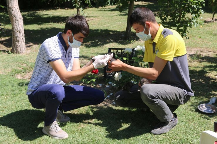 Annesiz kalan yavru kedilere Yahyalı Belediyesi sahip çıktı