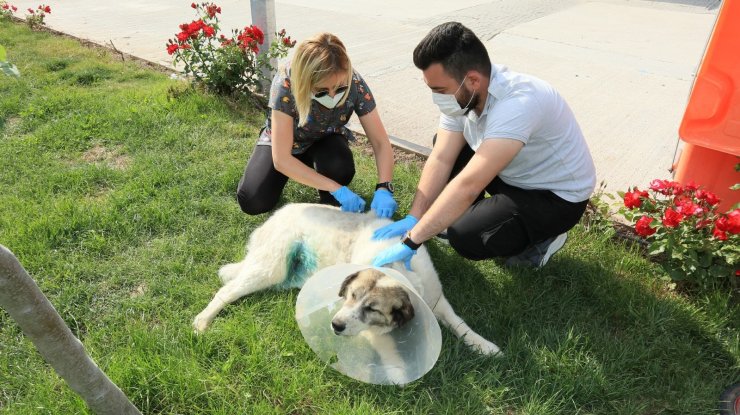 Odunpazarı Belediyesi hayvanseverlerle iş birliğini sürdürüyor