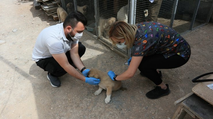 Odunpazarı Belediyesi hayvanseverlerle iş birliğini sürdürüyor