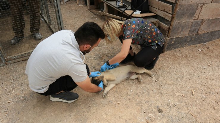 Odunpazarı Belediyesi hayvanseverlerle iş birliğini sürdürüyor