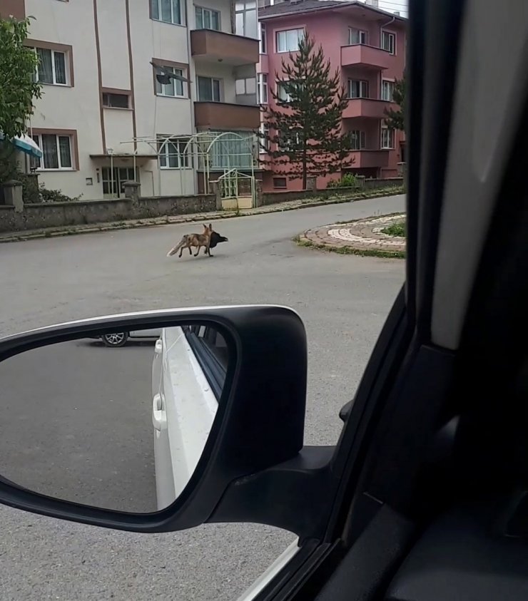 Aç kalan tilki şehre indi, avladığı tavuğu kaçırırken böyle görüntülendi