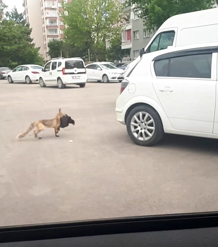 Aç kalan tilki şehre indi, avladığı tavuğu kaçırırken böyle görüntülendi