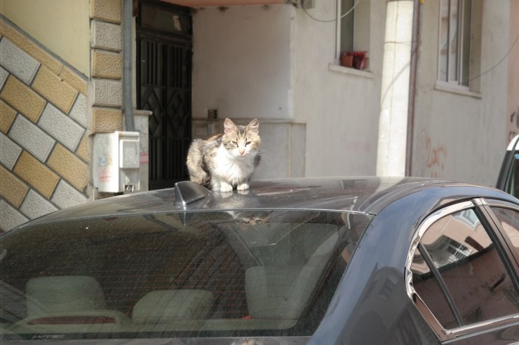 Kedilerin sabah güneşi keyfi