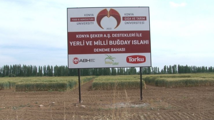 Konya gıda ve tarım üniversitesi yerli ve milli buğday ıslahında sona geldi