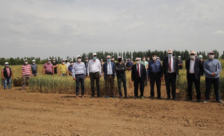 Konya gıda ve tarım üniversitesi yerli ve milli buğday ıslahında sona geldi