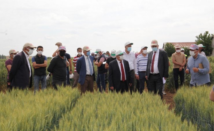 Konya gıda ve tarım üniversitesi yerli ve milli buğday ıslahında sona geldi