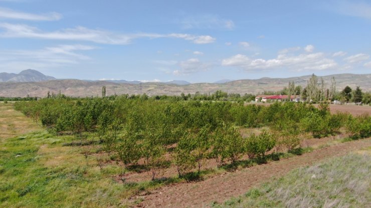 Soğuğa meydan okuyan kiraz, Sivas’ta üreticiye umut oldu