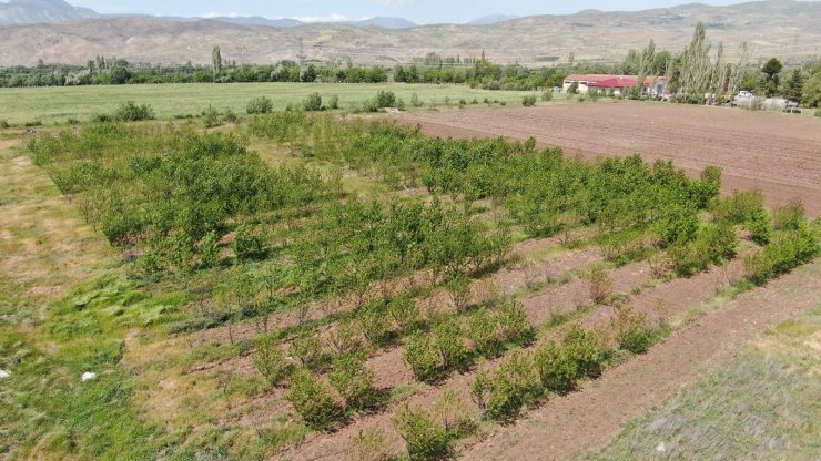 Soğuğa meydan okuyan kiraz, Sivas’ta üreticiye umut oldu