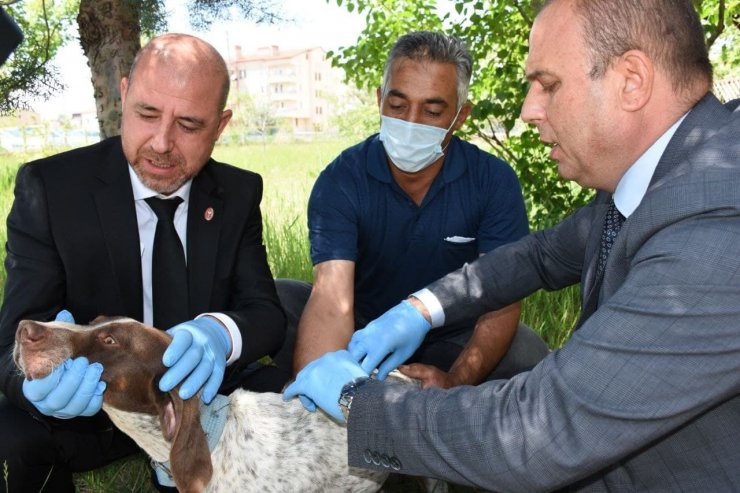 Aksaray’da hayvanlar mikroçip ile takip edilecek