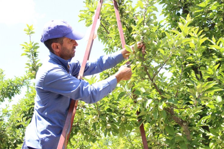 Kaliteli üretim için fazla elmalar dalından kesiliyor