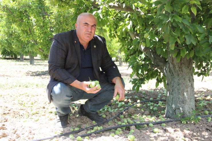 Kaliteli üretim için fazla elmalar dalından kesiliyor