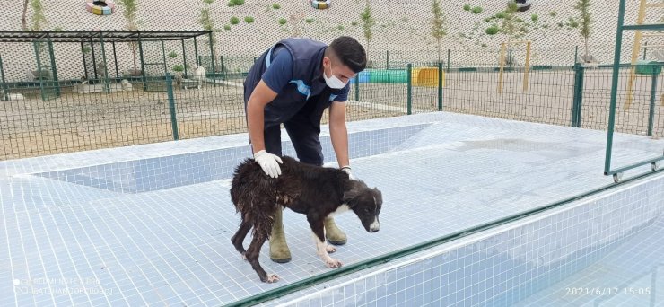 Sincan’da sokak köpeklerinin rehabilite edileceği “Eğitim Parkuru” tamamlandı