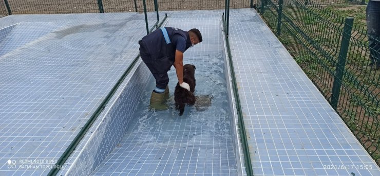 Sincan’da sokak köpeklerinin rehabilite edileceği “Eğitim Parkuru” tamamlandı