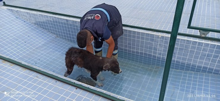 Sincan’da sokak köpeklerinin rehabilite edileceği “Eğitim Parkuru” tamamlandı